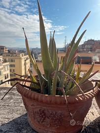 Pianta aloe con cesto ceramica uva