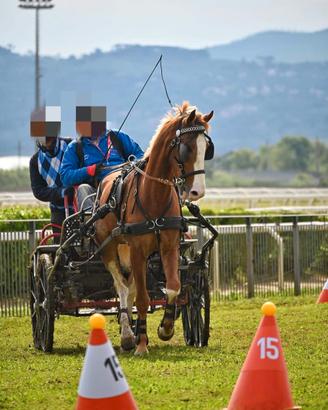 Cavallo kwpm x attacco e sella