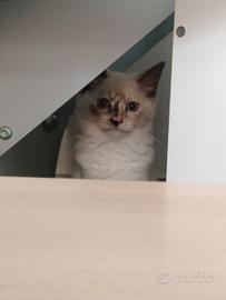 cucciola ragdoll