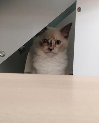 cucciola ragdoll