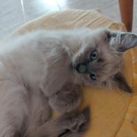 Splendidi cuccioli di simil siamese thai