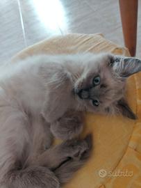 Splendidi cuccioli di simil siamese thai