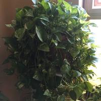 piante da interno