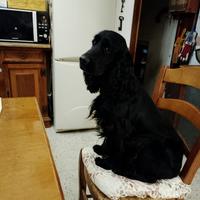 Cocker Spaniel (JOKER)