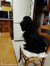 Cocker Spaniel (JOKER)