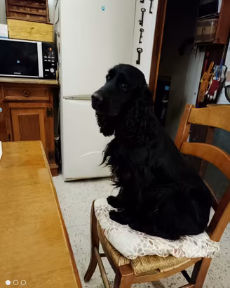 Cocker Spaniel (JOKER)