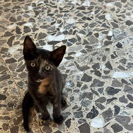 Stupende gattine