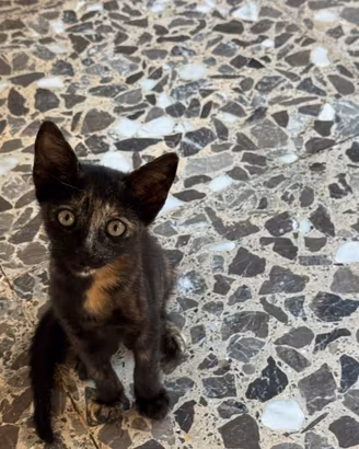 Stupende gattine