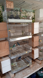 Coppia di Inseparabile