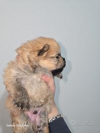 Toy pomerania spitz tedeschi nano pedigree