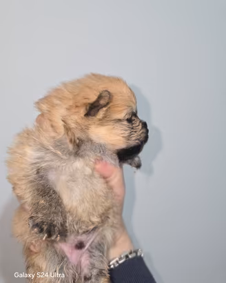 Toy pomerania spitz tedeschi nano pedigree