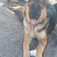 Cucciola pastore tedesco