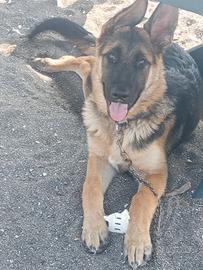 Cucciola pastore tedesco