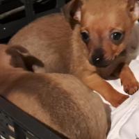 Cani Pinscher/Chihuahua