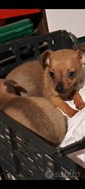 Cani Pinscher/Chihuahua