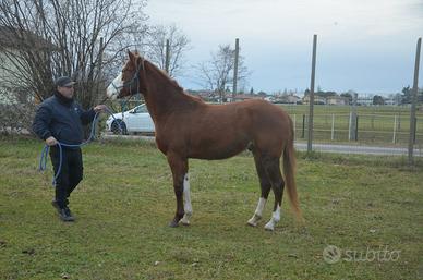 Cavallo paint non color