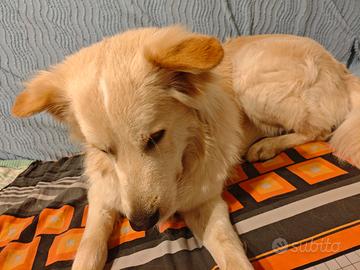 Incrocio maremmano retriever