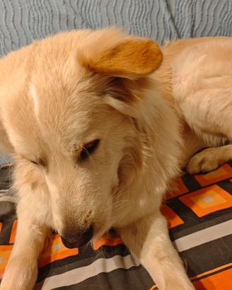 Incrocio maremmano retriever