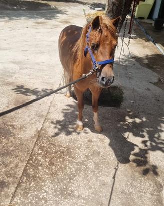 Pony