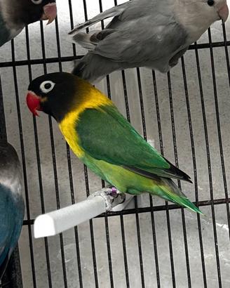 Inseparabile personata