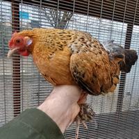 Tris mix Sabelpoot - Francesini