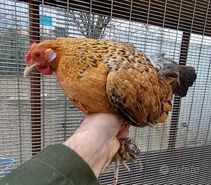 Tris mix Sabelpoot - Francesini