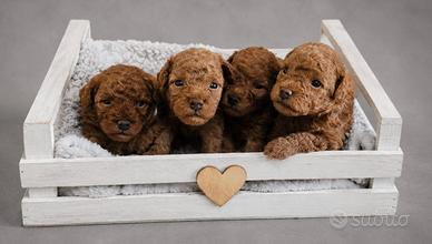 Cuccioli di barboncino toy