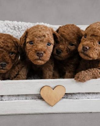Cuccioli di barboncino toy
