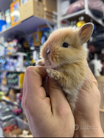 Coniglietti nani testa di leone