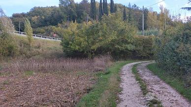 Orto