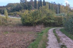 Orto