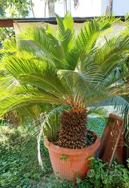 palma di Cycas