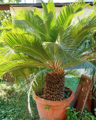 palma di Cycas