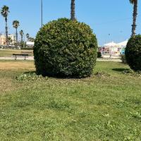 Giardiniere/Manutentore del verde