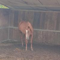 Cavalla anglo araba come fattrice linea corsa