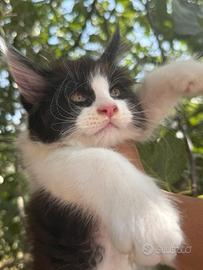 Maine coon