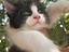 Immagine 1