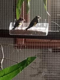 Coppia di cardellini balcanici