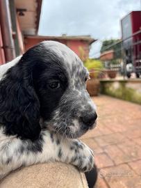 Cuccioli di setter inglese