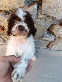 Lagotto romagnolo