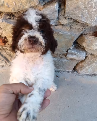 Lagotto romagnolo