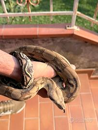 Boa constrictor