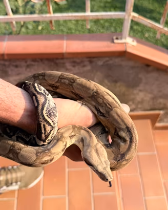 Boa constrictor