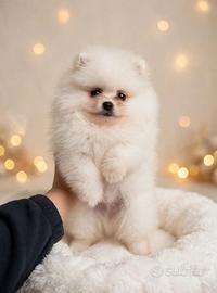 Spitz Pomerania