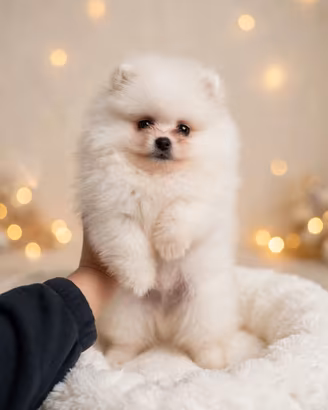Spitz Pomerania