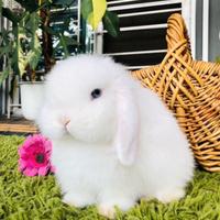 Coniglio Minilop femmina