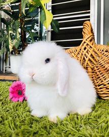 Coniglio Minilop femmina