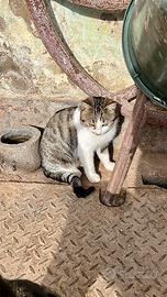 Gatto giovane - Marene (CN)