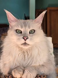 Maine coon