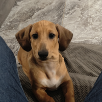 Bassotto kaninchen arlecchino